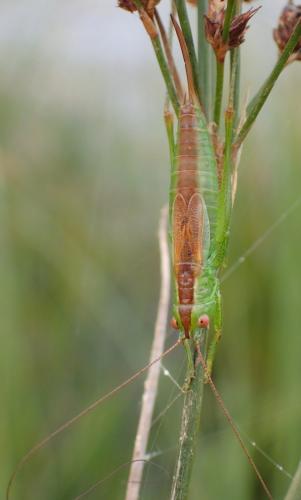 Réf. 213 567 : Conocephalus dorsalis